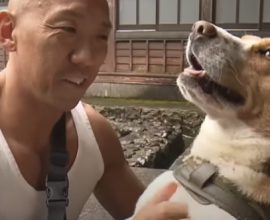 From Silence to Valor: The Tale of an Abandoned Dog Who Became a Monk's Guardian Against Grizzly Fear