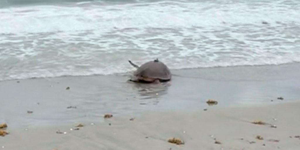 From Survival to Freedom: Amputee Turtle's Inspiring Journey Back to the Wild – Witness the Heartfelt Release!