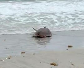 From Survival to Freedom: Amputee Turtle's Inspiring Journey Back to the Wild – Witness the Heartfelt Release!