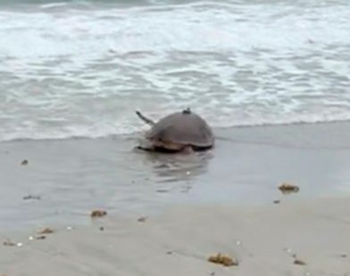 From Survival to Freedom: Amputee Turtle's Inspiring Journey Back to the Wild – Witness the Heartfelt Release!