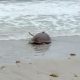 From Survival to Freedom: Amputee Turtle's Inspiring Journey Back to the Wild – Witness the Heartfelt Release!