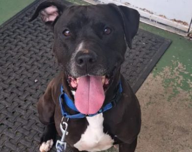 Heartfelt Rescue: Shelter Dog Becomes Hero, Sensing Stranger’s Medical Crisis at Adoption Event