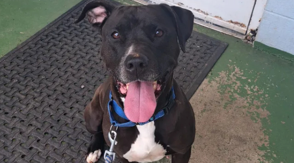 Heartfelt Rescue: Shelter Dog Becomes Hero, Sensing Stranger’s Medical Crisis at Adoption Event