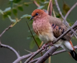 Hope Takes Flight: UK Zoo Welcomes Three Cherished Blue-Eyed Doves, Reviving a Species on the Brink of Extinction