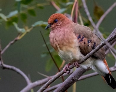 Hope Takes Flight: UK Zoo Welcomes Three Cherished Blue-Eyed Doves, Reviving a Species on the Brink of Extinction