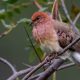 Hope Takes Flight: UK Zoo Welcomes Three Cherished Blue-Eyed Doves, Reviving a Species on the Brink of Extinction