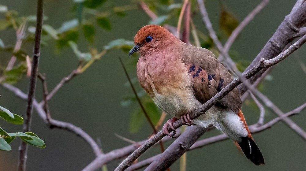 Hope Takes Flight: UK Zoo Welcomes Three Cherished Blue-Eyed Doves, Reviving a Species on the Brink of Extinction