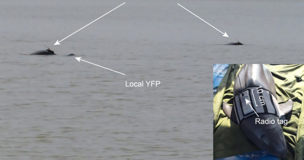 Hope for a Vanishing Species: Two Yangtze Finless Porpoises Make a Heartwarming Return to Their Home Waters