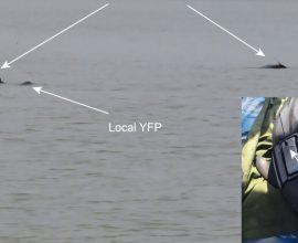 Hope for a Vanishing Species: Two Yangtze Finless Porpoises Make a Heartwarming Return to Their Home Waters