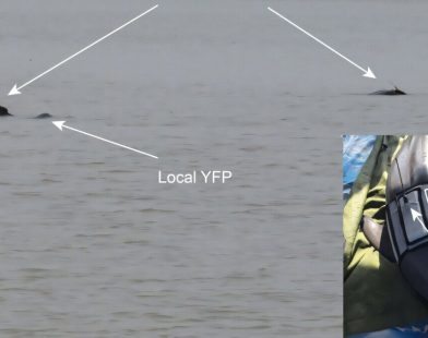 Hope for a Vanishing Species: Two Yangtze Finless Porpoises Make a Heartwarming Return to Their Home Waters