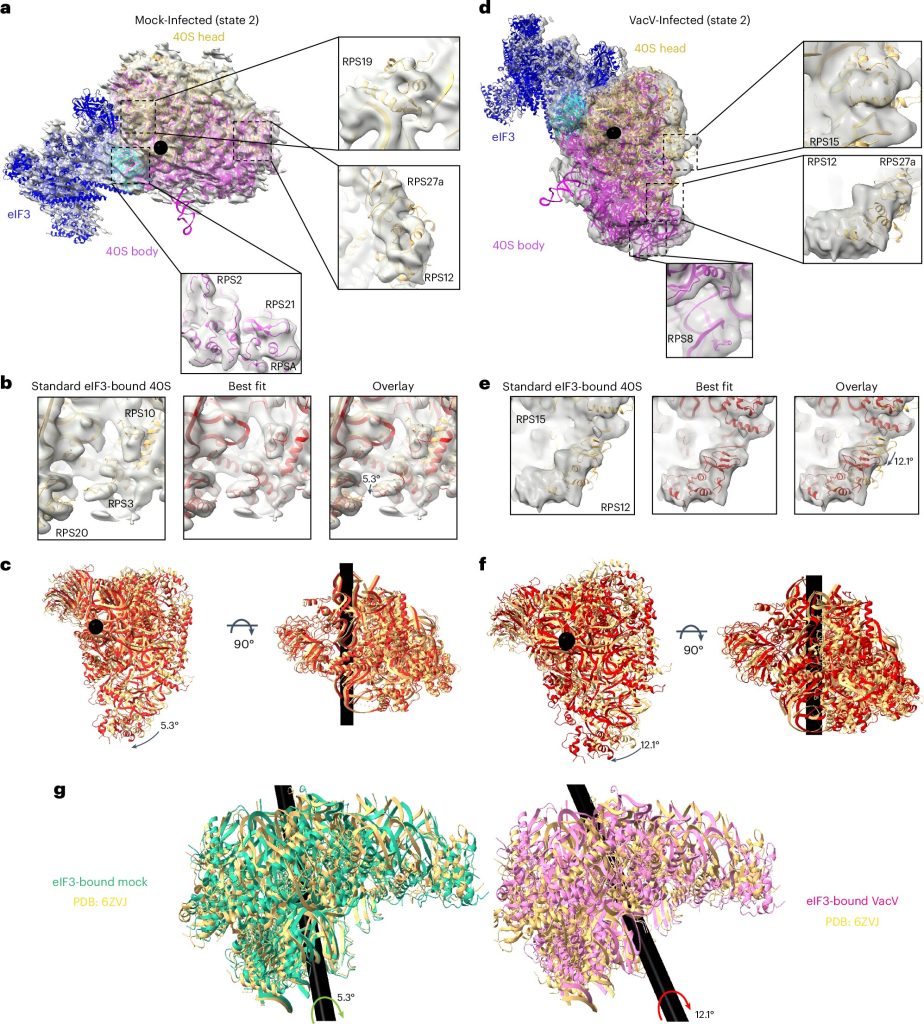 How Poxvirus Hijacks Cell Machinery to Help It Spread