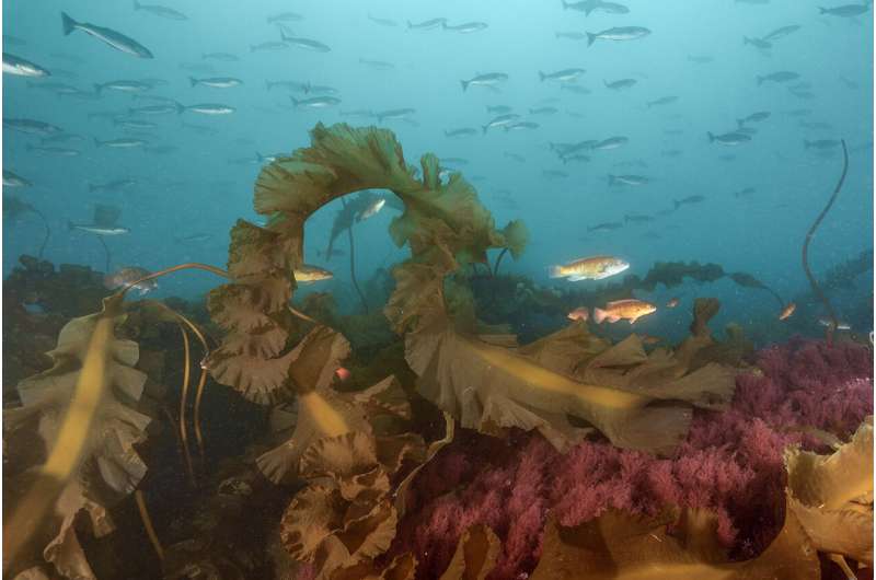 Various fish species, including cunner and the pollock — the two dominant fish species identified in the study — swim off Cashes Ledge through some of the healthy kelp forest that remains in the Gulf of Maine. Credit: Brian Skerry Kelp forest collapse alters food web and energy dynamics in the Gulf of Maine