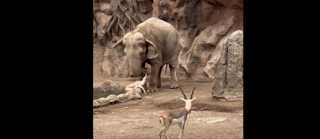 Miraculous Bond: Heroic Elephant Saves Drowning Gazelle in Heartwarming Rescue - Watch the Touching Moment!