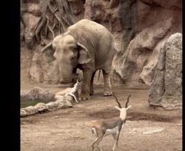 Miraculous Bond: Heroic Elephant Saves Drowning Gazelle in Heartwarming Rescue - Watch the Touching Moment!