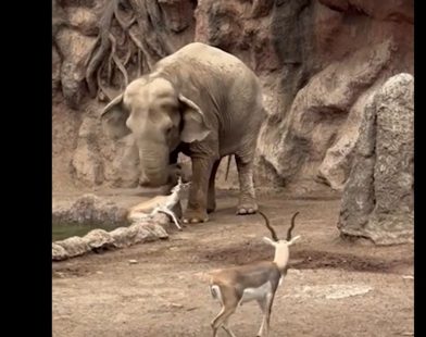 Miraculous Bond: Heroic Elephant Saves Drowning Gazelle in Heartwarming Rescue - Watch the Touching Moment!