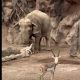 Miraculous Bond: Heroic Elephant Saves Drowning Gazelle in Heartwarming Rescue - Watch the Touching Moment!