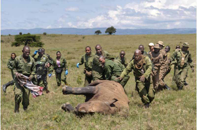 The team has just minutes after a rhino is tranquilised. The team has just minutes after a rhino is tranquilised