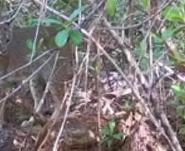 Nature’s Resilience: Florida Bobcat Strikes Back Against Invasive Python, Marking a New Hope in Ecological Balance