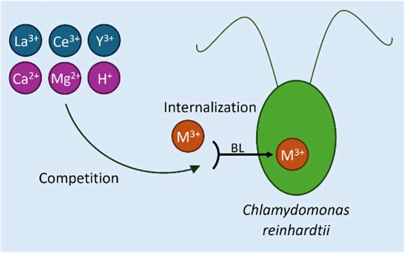 Credit: Environmental Pollution (2025). DOI: 10.1016/j.envpol.2025.126170 Investigating the impact of rare earth metals on algae