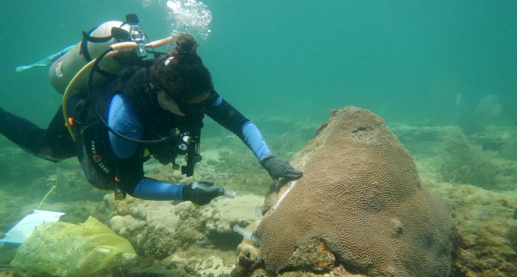 Reef Revival: How a Simple Yogurt Ingredient Could Nurture Corals and Combat Ocean Disease