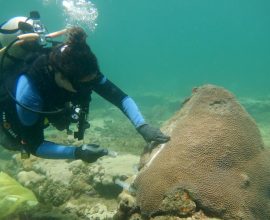 Reef Revival: How a Simple Yogurt Ingredient Could Nurture Corals and Combat Ocean Disease