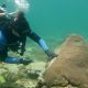 Reef Revival: How a Simple Yogurt Ingredient Could Nurture Corals and Combat Ocean Disease