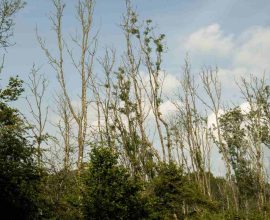 Resilient Roots: Ash Trees in Britain Rise to Defy Devastating Fungal Disease