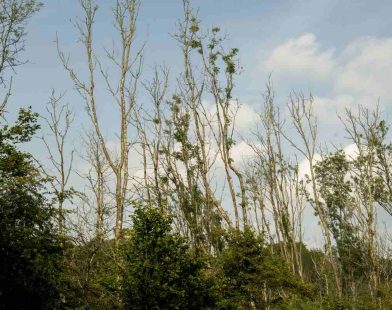 Resilient Roots: Ash Trees in Britain Rise to Defy Devastating Fungal Disease