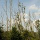 Resilient Roots: Ash Trees in Britain Rise to Defy Devastating Fungal Disease