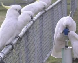 Resourceful Cockatoos Master Foot-Powered Fountains to Satisfy Their Thirst: A Heartwarming Display of Intelligence!