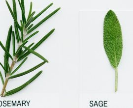 Reviving Memories: Breakthrough from Rosemary and Sage Offers Hope in Alzheimer’s Battle by Reducing Amyloid and Enhancing Cognitive Resilience
