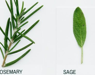 Reviving Memories: Breakthrough from Rosemary and Sage Offers Hope in Alzheimer’s Battle by Reducing Amyloid and Enhancing Cognitive Resilience