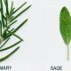 Reviving Memories: Breakthrough from Rosemary and Sage Offers Hope in Alzheimer’s Battle by Reducing Amyloid and Enhancing Cognitive Resilience