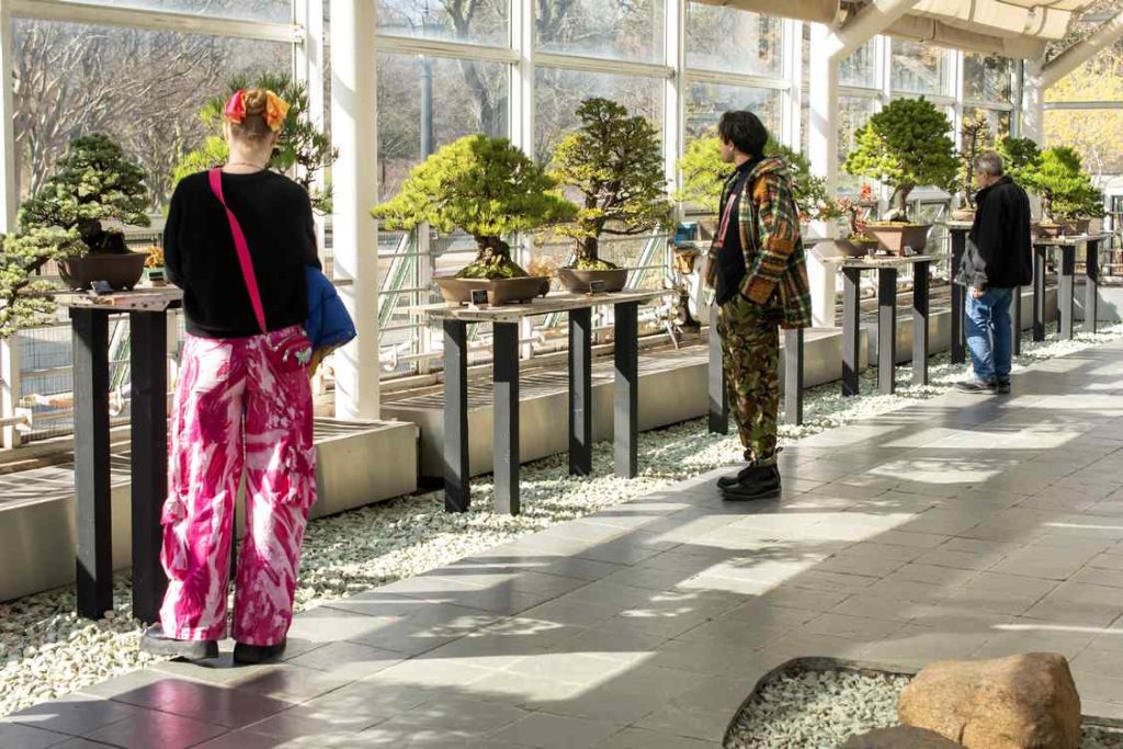 Roots of Celebration: Brooklyn Bonsai Museum Commemorates a Century of Serenity with Its Grandest Exhibition Yet!