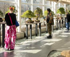 Roots of Celebration: Brooklyn Bonsai Museum Commemorates a Century of Serenity with Its Grandest Exhibition Yet!