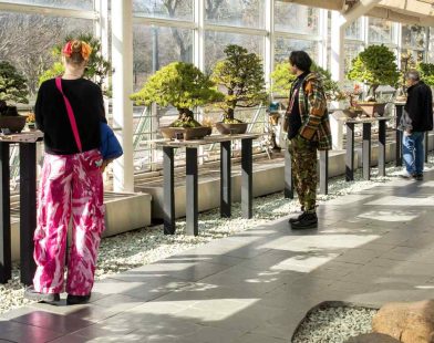 Roots of Celebration: Brooklyn Bonsai Museum Commemorates a Century of Serenity with Its Grandest Exhibition Yet!