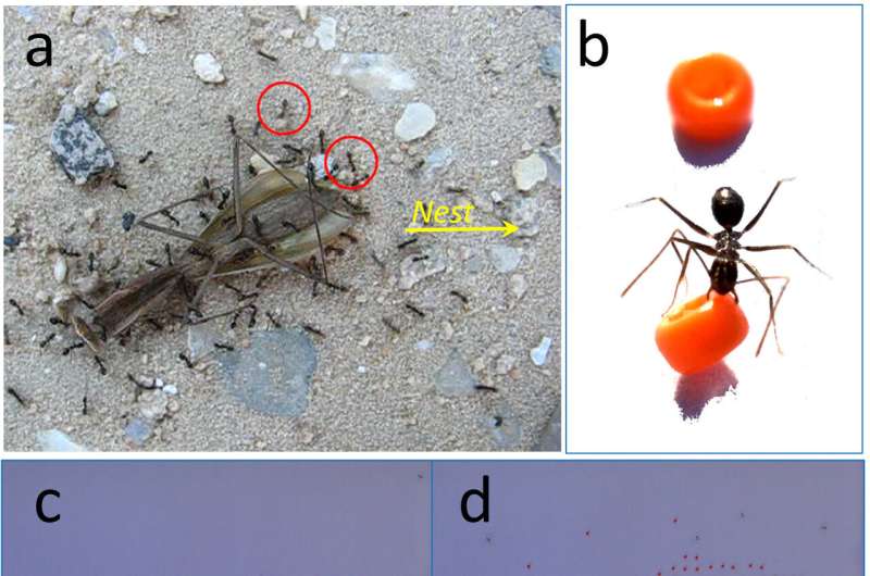 Examples of experimental set-up and close-up of collective transport of prey and of obstacle-clearing behavior. Credit: E Fonio, D Mersch, O Feinerman Swarm intelligence directs longhorn crazy ants to clear the road ahead for sisters carrying bulky food