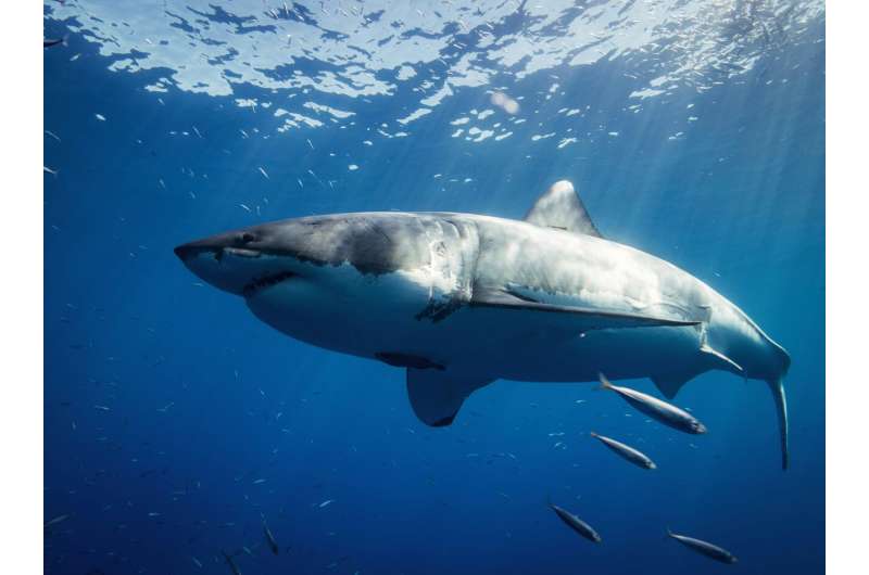 Credit: Unsplash/CC0 Public Domain white shark