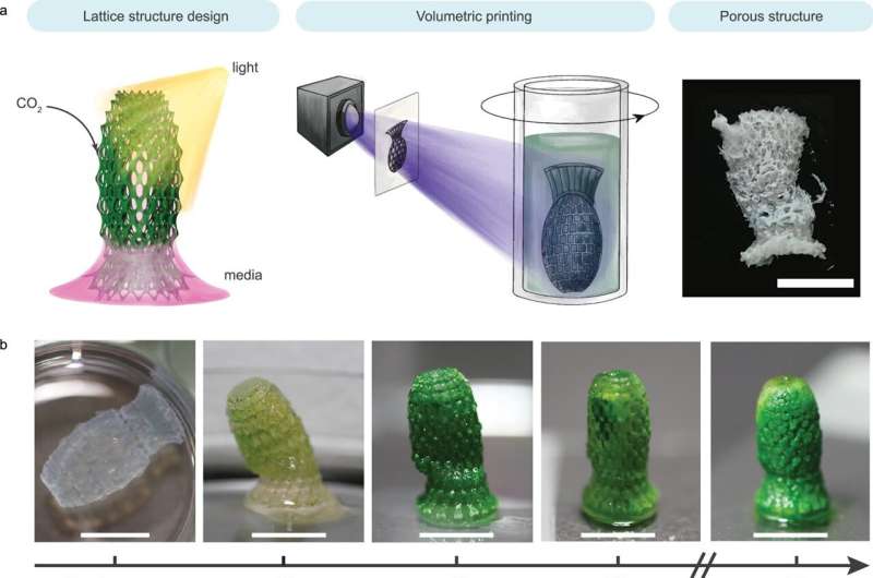 A living building material that captures carbon