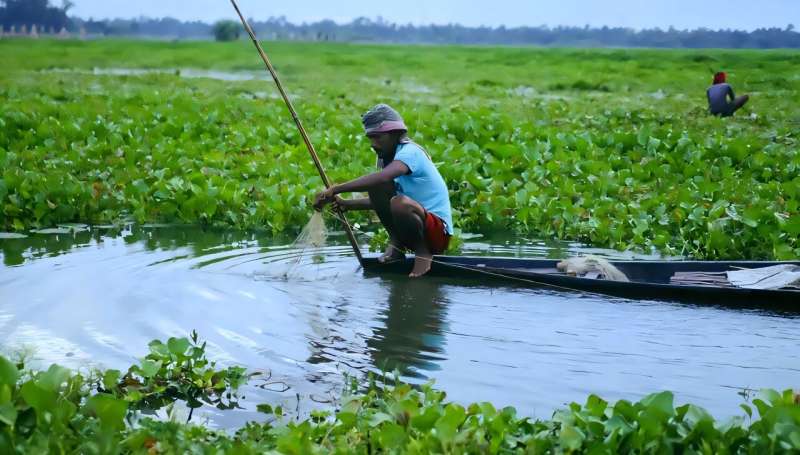 Fishermen on a water hyacinth-infested lake. In Ethiopia, this fast-spreading aquatic weed began choking the Lake Tana that had sustained the local community. Credit: Pradipta/CC0 Invasive lake weed turned to clean energy in Ethiopia