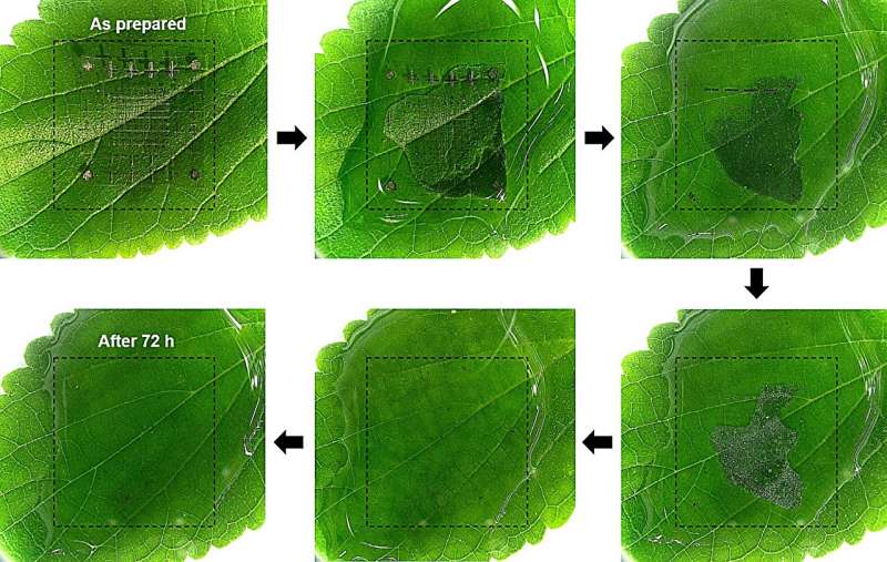 A step-by-step demonstration showing how the device, placed on a green leaf, completely dissolves in water within 72 hours. Credit: Korea Institute of Science and Technology(KIST) KIST develops high-performance memory devices that dissolve in water, addressing the E-waste problem