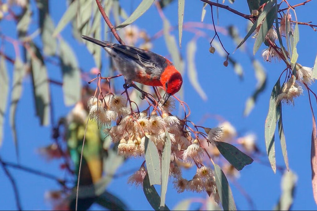 Scarlet honeyeaters benefiting from strong blossom seasons
