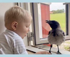 Heartwarming Bond: Rescued Crow Awaits Boy’s Return from School, Proving Love Knows No Species