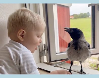 Heartwarming Bond: Rescued Crow Awaits Boy’s Return from School, Proving Love Knows No Species