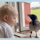 Heartwarming Bond: Rescued Crow Awaits Boy’s Return from School, Proving Love Knows No Species