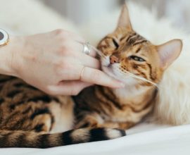 Find Your Peace: Experience Soothing Cat Purrs for Stress Relief and a Happier Feline