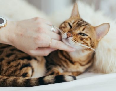 Find Your Peace: Experience Soothing Cat Purrs for Stress Relief and a Happier Feline