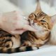 Find Your Peace: Experience Soothing Cat Purrs for Stress Relief and a Happier Feline
