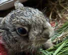 Against All Odds: Farmer's Quick Thinking Saves Baby Hare with a Pocket Knife C-Section