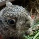 1751858943_Against All Odds Farmers Quick Thinking Saves Baby Hare with 80x80